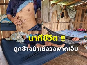 นาทีชีวิต! ชาวบ้านป่าละอูเล่าวินาทีที่ถูกช้างป่าใช้งวงฟาดบาดเจ็บ