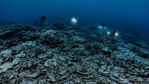 นักวิทย์พบแนวปะการังสมบูรณ์และเก่าแก่ ใหญ่กว่า 3 กม. นอกชายฝั่งเกาะตาฮิติ