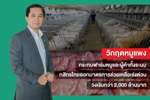กสิกรไทยออกมาตรการเร่งด่วนช่วยฟาร์ม-ผู้ค้าหมูทั้งระบบ วงเงินกว่า 2,000 ล้านบาท