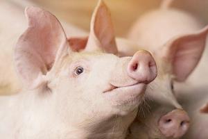 หมูไทยยกการ์ดสูง ป้อง  ASF พลิกวิกฤติเป็นโอกาส ยกระดับการเลี้ยงทั้งระบบ