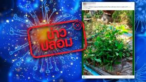 ข่าวปลอม! ต้นอังกาบหนู มีสรรพคุณรักษาโรคมะเร็ง