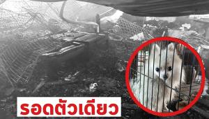 สลด! ไฟไหม้ รง.แปรรูปเฟอร์นิเจอร์ใน จ.จันทบุรี ทำสุนัขถูกไฟคลอกตายเกือบ 30 ตัว
