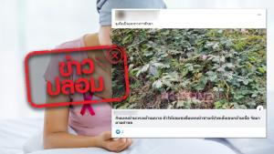 ข่าวปลอม! ดื่มน้ำต้มต้นไมยราบ แทนน้ำเปล่า ช่วยรักษาโรคมะเร็งเต้านม