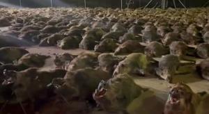 ภาพสุดช็อก! กวาง-หมูป่า 450 ตัวตายเกลื่อนในสเปน สนองการล่าเพื่อความสุข (ชมคลิป)
