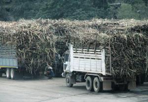 ชาวไร่ประเมินปริมาณอ้อยเข้าหีบปี 64/65 ล่าสุดส่อไม่ถึง 90 ล้านตัน