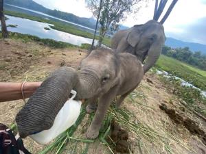 13 มี.ค. “วันช้างไทย” กรมอุทยานฯ ชวนตระหนักอนุรักษ์ช้างป่า