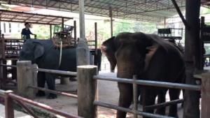 เศร้าวันช้างไทย! ปางช้างดังเชียงใหม่ประกาศขายทิ้งกิจการหลังแบกภาระช่วงโควิด-19 ไร้ นทท.กว่า 2 ปีจนทุนหมดเกลี้ยง