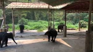 เศร้าวันช้างไทย! ปางช้างดังเชียงใหม่ประกาศขายทิ้งกิจการหลังแบกภาระช่วงโควิด-19 ไร้ นทท.กว่า 2 ปีจนทุนหมดเกลี้ยง