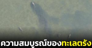 จนท.สำรวจทะเลตรัง พบพะยูนคู่แม่ลูก-โลมาหลังโหนก แสดงถึงความสมบูรณ์ท้องทะเล
