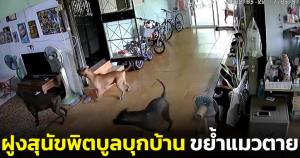 สะเทือนใจ! ฝูงสุนัขพิตบูลพังประตูบุกเข้าบ้าน เด็กหนีได้ทัน แมวโชคร้ายโดนขย้ำตาย (ชมคลิป)