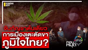 จับกัญชาต้นเดียว การเมืองเตะตัดขาภูมิใจไทย?