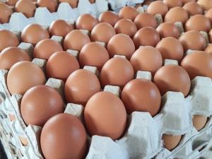 “พาณิชย์”รับ “ไข่ไก่” ขึ้นราคา หลังอาหารสัตว์พุ่ง แถมอากาศร้อน-แปรปรวน แม่ไก่ออกไข่น้อย
