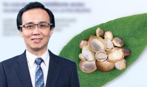 สารสกัด "เห็ดเผาะฝ้าย" ยับยั้งไวรัสมือเท้าปากและเริม "ม.มหิดล" เล็งต่อยอดทำเจลล้างมือ-ครีมทาแผล