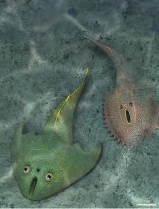จีนพบฟอสซิล ‘ปลาหน้าคล้ายอีโมจิ’ เก่าแก่ 438 ล้านปี