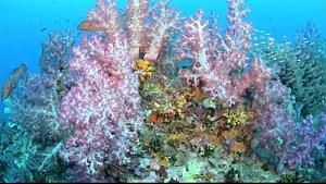 งดงาม! กองหินริเชลิว เขากลางน้ำ อช.หมู่เกาะสุรินทร์