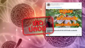 ข่าวปลอม! สบู่แดงรักษาโรคมะเร็ง และแผลติดเชื้อเรื้อรัง