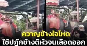 ควาญช้างใจโหดใช้ปฏักช้างตีหัวจนเลือดออก สัตวแพทย์ยอมรับผิดให้คนขาดประสบการณ์มาดูแล