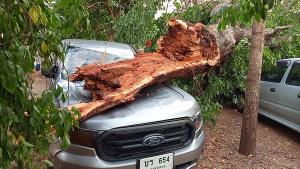 พายุฤดูร้อนถล่มมหาสารคาม ต้นเค็งอายุร้อยปี ล้มทับรถเสียหายนับ 10 คัน
