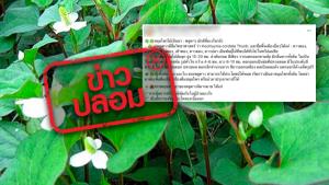 ข่าวปลอม! ผักคาวทองรักษาโรคมะเร็ง
