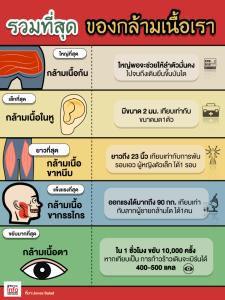 รวมที่สุด ของกล้ามเนื้อเรา