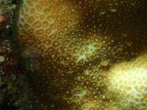 ปะการังปล่อยไข่ (ภาพจาก : เพจ ศูนย์ปฏิบัติการอุทยานแห่งชาติทางทะเลที่ 4 จังหวัดตราด) 