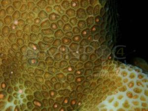 ปะการังปล่อยไข่ (ภาพจาก : เพจ ศูนย์ปฏิบัติการอุทยานแห่งชาติทางทะเลที่ 4 จังหวัดตราด) 