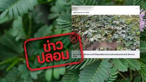 ข่าวปลอม! ดื่มน้ำต้มต้นไมยราบแทนน้ำเปล่า ช่วยรักษาโรคมะเร็งเต้านม