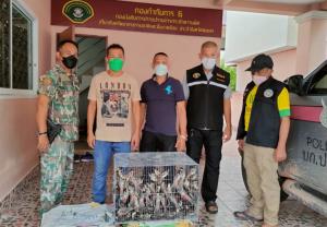 ตำรวจป่าไม้จับพ่อค้านกกรงหัวจุก ยึดนกของกลาง 145 ตัว