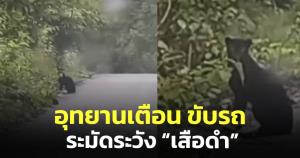 อุทยานฯ แก่งกระจานแจ้งเตือนนักท่องเที่ยวขับรถระมัดระวัง "เสือดำ" ระหว่างทางก่อนถึงแคมป์ (ชมคลิป)