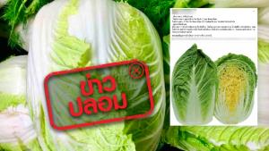 ข่าวปลอม! รับประทานผักกาดขาวเป็นประจำ ช่วยรักษาอาการตับอักเสบ