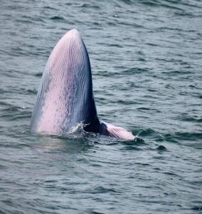 ภาพจากเพจ bangkok whale watching by parinya