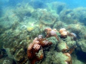 ทช. เผยภาพ "แนวปะการังทะเลภูเก็ต" พบสมบูรณ์ปานกลาง และมีสภาพเสียหายจากอวน เชือก สายเอ็นตกปลา