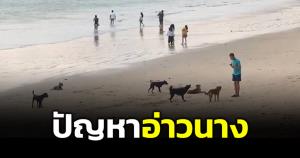 ซ้ำซาก! สุนัขจรจัดนับ 10 ตัวบุกกัดนักท่องเที่ยวบนอ่าวนาง วอน จนท.เร่งแก้ปัญหา