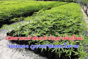 เปิดขายแล้ว! ต้นกล้ากัญชาพันธุ์ไทย “ฝอยทอง ภูผายล” @ฟาร์มกัญชา มทส.โคราช