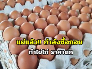 ประชาชนขาดกำลังซื้อทำไข่ไก่ราคาตก เบอร์ 5-6 เหลือ 2 แผงร้อย