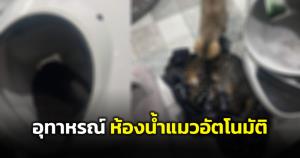 อุทาหรณ์! "ห้องน้ำแมวอัตโนมัติ" ทำน้องแมวตาย แนะคนใช้หมั่นตรวจสภาพ