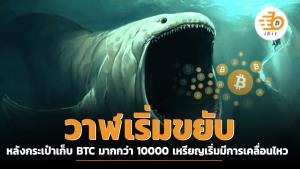 วาฬเริ่มขยับ หลังกระเป๋าเก็บ BTC มากกว่า 10000 เหรียญเริ่มมีการเคลื่อนไหว