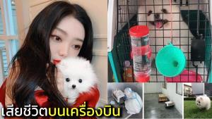 ดรามา "มีมี่" สุดเศร้า! น้องหมาเสียชีวิตระหว่างขึ้นเครื่องฯ ไปจีน ล่าสุดการบินไทยแจงแล้ว