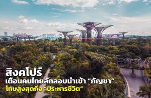 สิงคโปร์ มาแรงแซงญี่ปุ่น-เกาหลี เตือนคนไทยลักลอบนำเข้า “กัญชา” โทษสูงสุดถึง “ประหารชีวิต”