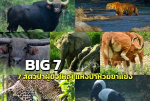 กรมอุทยานฯ ชวนมารู้จัก "Big 7” สัตว์ป่าผู้ยิ่งใหญ่แห่งป่าห้วยขาแข้ง
