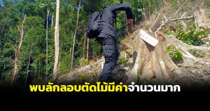พบลักลอบตัดไม้มีค่าหลายชนิดจำนวนมากในเขตป่าสงวนป่าลาบู-ป่าถ้ำทะลุ
