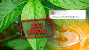 ข่าวปลอม! รับประทานใบป่าช้าเหงาผสมน้ำผึ้ง ช่วยรักษาโควิด 19 ได้