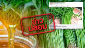ข่าวปลอม! ผักบุ้งจีนผสมน้ำผึ้ง ช่วยรักษาต่อมลูกหมากโตได้
