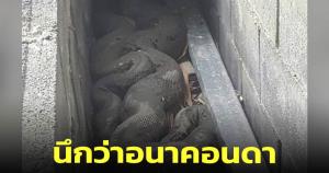 ขนลุก! กู้ภัยสุราษฎร์ฯ จับ "งูเหลือมยักษ์" คล้ายอนาคอนดานอนขดตัวในซอก