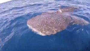 ว้าวมาก! ภาพฉลามวาฬ 1 ใน 5 เทพเจ้าแห่งปลายักษ์ใหญ่พาลูกๆ ออกว่ายน้ำกลางทะเลเมืองจันท์