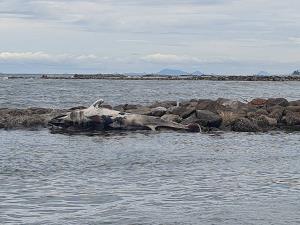 พบซากวาฬบรูด้าเกยตื้นบริเวณเขื่อนหินปากร่องน้ำคลองอีแอด ยาวประมาณ 4 เมตร