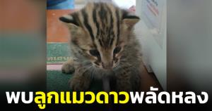 พลเมืองดีพบลูกแมวดาวพลัดหลง ส่งคืนเจ้าหน้าที่เตรียมกักกันโรคอนุบาลกลับคืนสู่ธรรมชาติ