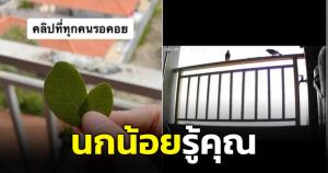 น่าเอ็นดู! "นกน้อยรู้คุณ" คาบใบไม้ขอบคุณสาว หลังให้อาหารมานานนับปี