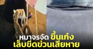 อุทาหรณ์! จอดรถหน้าบ้านถูกสุนัขจรจัด ปีนขึ้นกระโปรง ขีดข่วนเสียหาย (ชมคลิป)