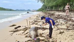 พบซากพะยูนขนาดใหญ่ถูกคลื่นซัดเกยหาดนางรอง สัตหีบ คาดกินขยะพลาสติกจนทางเดินอาหารอุดตัน